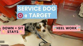 Service Dog For Anxiety Training At Target: Down Stays, Heel Work | Australian Shepherd