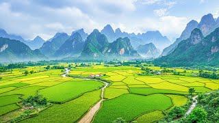 Healing Paradise - Healing Music for Heart & Vessels Calms the Mind, Soothes the Soul