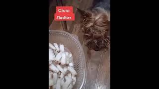 Сало