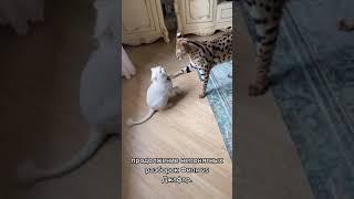 White Cat Hits a Serval Wild Cat  #shorts #wildcat #whitecat #cats #animals #serval