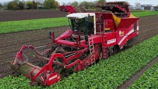 Witlofpennen rooien | Grimme Tectron 415 | Harvesting Chicory roots | Zichorienwurzeln ernten