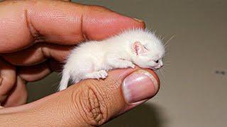 20 Smallest Cat Breeds In The World