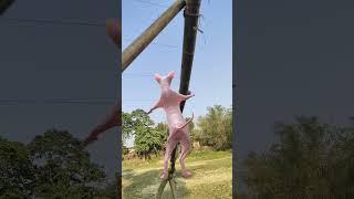 cat is dancing on bamboo #funnyvideo#shortvideo