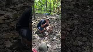 Quick Way to Trap Turtle Doves #tutorial #birds #turtledoves #bird cages #bolang #sibolang