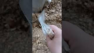 Fly Eliminators by Arbico Organics Pt.4 (Burying the wasps in the chicken coop)