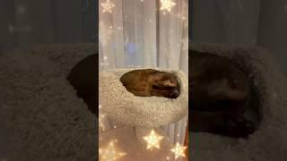 The sweetest thing️ #cats #catshorts