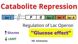 Catabolite Repression | cAMP, CAP, Glucose and  Lac Operon.