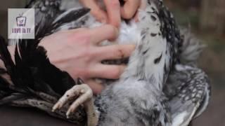 How to skin and gut a chicken / Easy way to skin a chicken