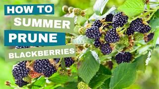 Summer Blackberry Pruning: Secrets to Bigger Berries