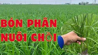 Cách phân nuôi chồi đạt hiệu quả cao lấy chồi con bằng chồi cây mẹ…