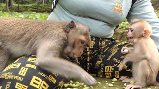 Unbelievable Tactics: Winky Feel Uncomfortable When Amber Around While She Devours KT's Lotus!