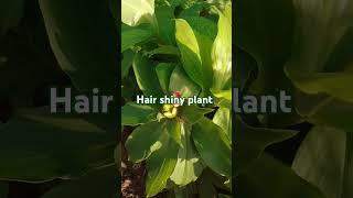 Hair shiny plant