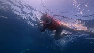 Whale shark. Mexico. Isla Mujeres / Китовые акулы в Мексике.