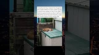 Foxy Surprise In The Garden