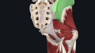 Hip functional anatomy for students