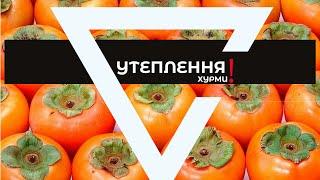 Хурма, утеплення (укриття) на зиму. Persimmon- Kaki, warming (shelter) for the winter.