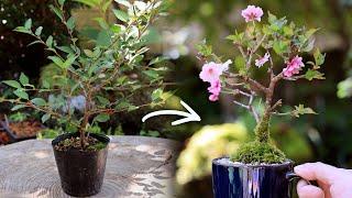 Cherry Blossom Mug Mini Bonsai Spring of second year【Bonsai diary 4/14】Easy gardening for beginners