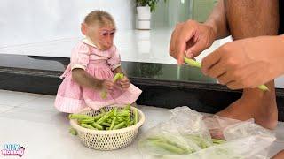 Monkey Lily obedient helps dad break beans to cook breakfast