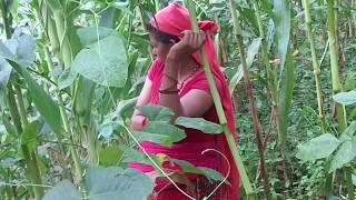 Sharada Poudel working in  maize field