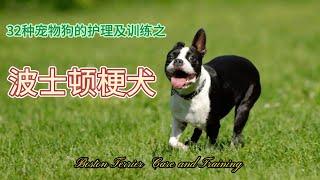 32种宠物狗的护理与训练之------波士顿梗犬