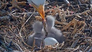 Going Bonkers!Shadow & Jackie Feed ChicksFood Coma Ensues@FOBBVCAM 2025-03-05