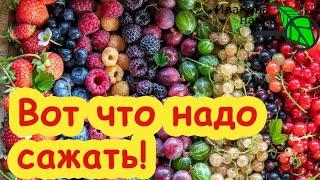 ХОТЬ С КРАЮ, ХОТЬ СБОКУ: обязательно посадите их на участке. За какими сортами НАДО гоняться.