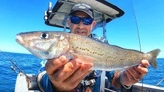 EPIC Fishing Hunt for BIG King George Whiting Catch & Cook