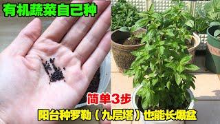 快速种植九层塔，如何让它高产和修枝、追肥技巧|How to plant basil to grow well