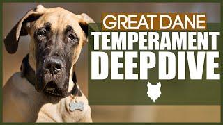 GREAT DANE TEMPERAMENT