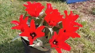 Tulipa ingens, the largest flowered species tulip of my collection