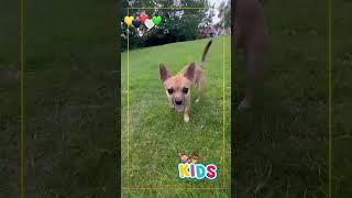 Diba and her dog Rocky  #shortvideo #tiktok #shorts #short #dog