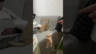 The Cat Rebels,Episode 2  #interestingPET #cat #animals #pets #Funny #bestfunny  #naughtycat #cute