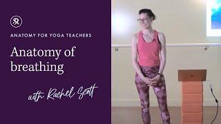 Anatomy of Breathing: Learn Yoga Anatomy