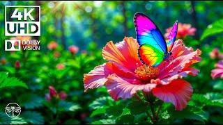Lullaby of Leaves 4K   Butterfly Dreams and Serene Piano in Lush Green