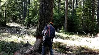 Conventional cut Douglas Fir 3 of 3