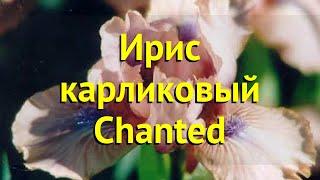 Ирис карликовый Чантед. Краткий обзор, описание характеристик iris pumila Chanted