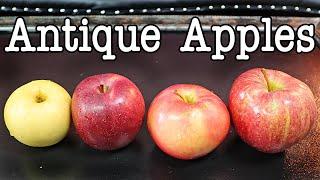 Antique Apple Comparison - Taste testing four lesser known apple varieties - Weird Fruit Explorer