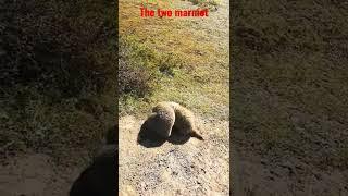 the two marmot fighting but kissing and love each other.