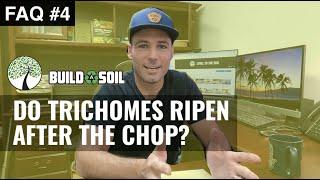 BuildASoil: DO TRICHOMES RIPEN MORE AFTER YOU CHOP? (Season 3, FAQ 4)