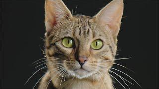 Help Your Cat Thrive at Any Age with Purina Pro Plan Cat Food