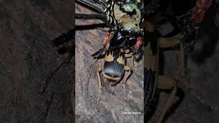 bombardier beetle sprays acid - striped spider badly burned #bombardier #spider