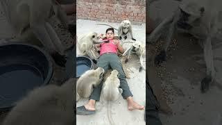 Bandar mama || bandar mama pahan pajama || bandar ka khel || Bandar comedy Video#shorts #monkey