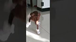 When your dog wears shoes for the first time#cat #dog#funny #cats #for#foryou#fyp#funnyvideo #cute