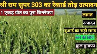 श्रीराम सुपर 303 गेहूं की पूरी जानकारी | Shree Ram Super 303 | best wheat variety | gehun ki kheti