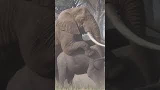 elephant m*ting #animals #forest #shorts