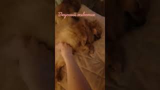животик️️️ #боня #лола