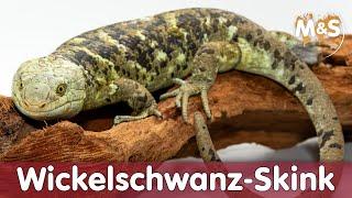 Wickelschwanz-Skink | Corucia zebrata ️