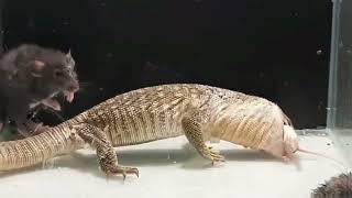 The lizard ate two rats in a row, its belly swelled up, the rats on the side of the look of fear