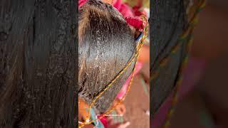 राजस्थान  #villagelife #rajasthan #marwadi #rajasthani #rajasthaniclture #youtubeshorts #nature