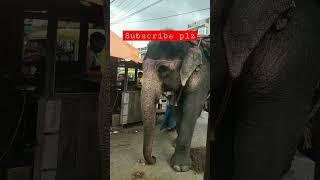 #new amazing elephant  short video trending